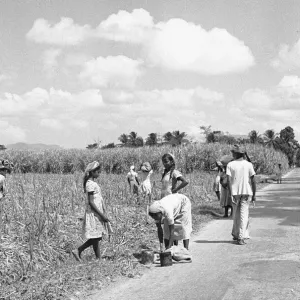 Indentured Labourers in Trinidad Sugar Cane Fields Print