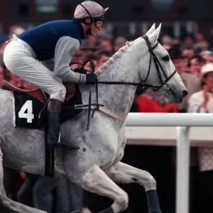 Desert Orchid leads the field in the 1990 Cheltenham Gold Cup race. 17th March 1990