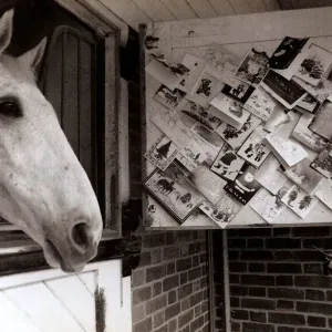 Desert Orchid Racehorse - December 1989 at Home, in his Stable