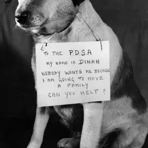 Dinah, the sad-eyed mongrel that touched the heart of Supt. William Hurst of the P. D. S. A