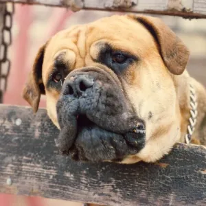 A rather dirty Bull Mastiff A rather dirty Bull Mastiff