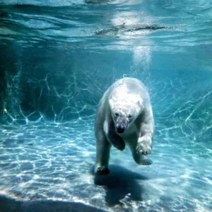 Diving polar bear at London Zoo under water in the water June 1969 Diving polar bear at London Zoo under water in the water June 1969