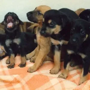 Some Doberman puppies Some Doberman puppies
