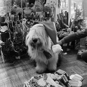 1976 Print of Dog Dressed as Father Christmas