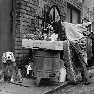 Not even the dog escapes the eye of the baliffs during this eviction in 1962