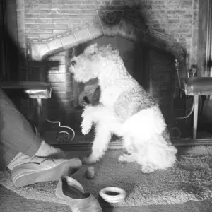 A dog at a fire side Fire Place circa 1940