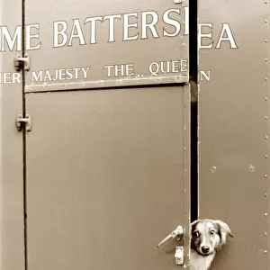 Dog looking out of a trailer door at Battersea Dogs Home