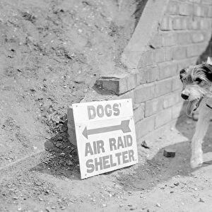 A dog makes its way to the Air Raid Shelter WW2 Circa 1940