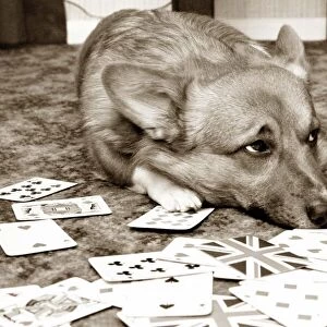 Dog playing cards looking sad with the joker card next to him