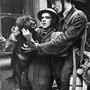 A dog rescued from a destroyed building by Air Raid Precaution wardens (ARP