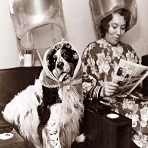 A dog sits in the hairdressers being pampered as the lady next to her reads a magazine