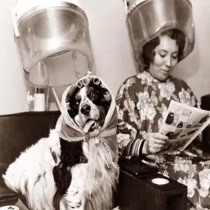 A dog sits in the hairdressers being pampered as the lady next to her reads a magazine A dog sits in the hairdressers being pampered as the lady next to her reads a magazine