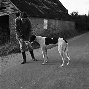 Dog: Sport: Racing: "Mick"the Greyhound. December 1970 70-11584