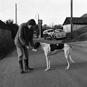 Dog: Sport: Racing: "Mick"the Greyhound. December 1970 70-11584-001