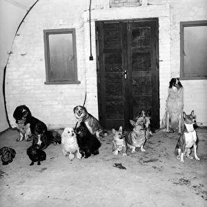 Dog trainer: Barbara: Woodhouse. April 1958 A677
