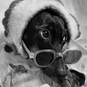 A dog wearing hat and sunglasses. July 1953 P009291