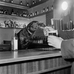 Dog Working behind Tite Bar, pouring a drink for customers February 1953