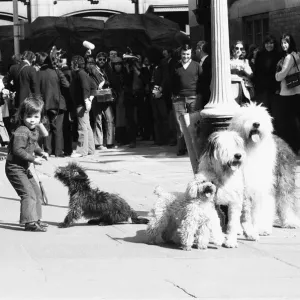 The dog that has to yawn to order. March 27th 1973 An audition took place in Broad The dog that has to yawn to order. March 27th 1973 An audition took place in Broad