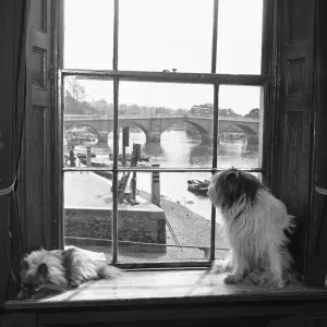 Dogs belonging to Mrs Dorothy Crispin owner of the White Cross Hotel, Richmond Dogs belonging to Mrs Dorothy Crispin owner of the White Cross Hotel, Richmond