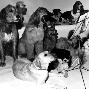 Dogs at the Music Stand Print circa 1979