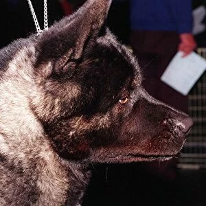 Dogs Japanese Akita at Crufts dog show 1998