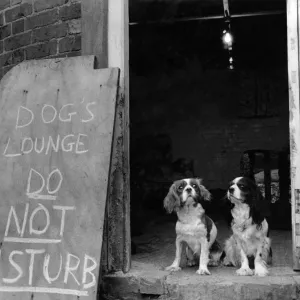 Two of the dogs pictured at the entrance to their Dogs Lounge