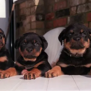 Dogs puppies Feb 90