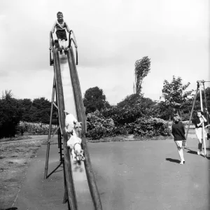 Dogs walking down a slide with children. 21st October 1952