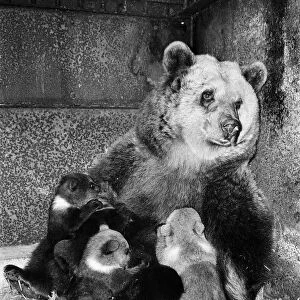 Dolly the brown bear recently gave birth to 4 cubs (January 1981