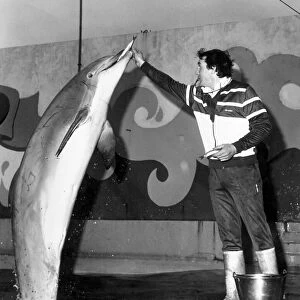 Dolphin Rocky with keeper John Brathwaite. November 1987 P005194