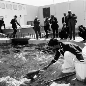 Vintage Print of Dolphins at Marineland, Morecambe, 1964