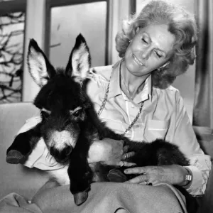 This donkey needs a name, says Lady Fisher. March 1982 P011863 This donkey needs a name, says Lady Fisher. March 1982 P011863