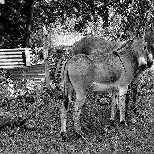 Donkeys. August 1977 77-04351-003
