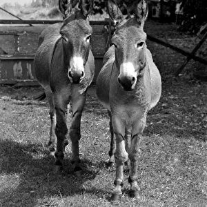 Donkeys. August 1977 77-04351-004