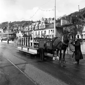 Douglas, Isle of Man. Betty 12, a dark Bay Irish Hackney (or Irish Cob Douglas, Isle of Man. Betty 12, a dark Bay Irish Hackney (or Irish Cob
