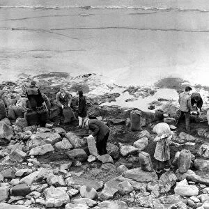 Dozens of amateurs coal pickers take sacks down to the beach at Hartlepool to fill them