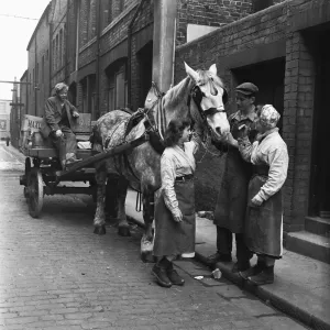 Chevaux de trait à la brasserie Vaux en préparation pour leurs courses de livraison à Sunderland. Chevaux de trait à la brasserie Vaux en préparation pour leurs courses de livraison à Sunderland.