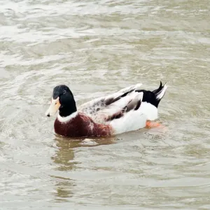 Duck in Lake at Locke Park, Redcar, 25th April 1994 Duck in Lake at Locke Park, Redcar, 25th April 1994
