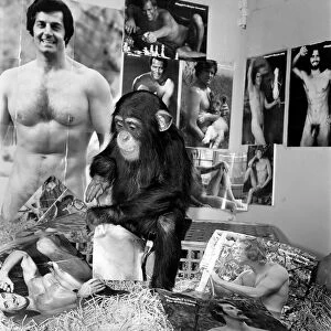 Dudley Zoo: Animals: Ko Ko the chimpanzee. January 1975 75-00329-004