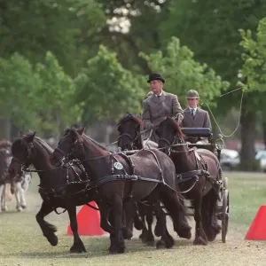 The Duke of Edinburgh driving a horse drawn carriage The Duke of Edinburgh driving a horse drawn carriage