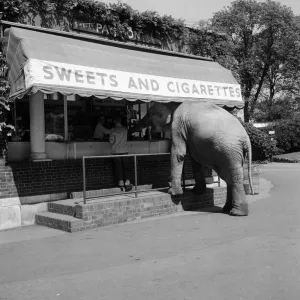 Dumbo, l'éléphant de huit ans du zoo de Londres fait une séance d'exercice matinale avec son.
