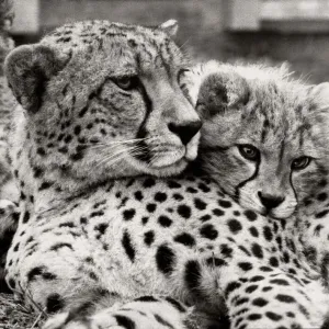 Dusky the cheetah with one of her new born cubs at Marwell Wildlife Park