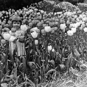1957 Print of a Child Surrounded by Darwin Tulips