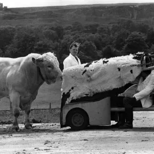 Print of a cow with a man approaching in the background, June 1972 Print of a cow with a man approaching in the background, June 1972