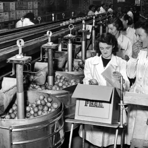 Fifteen East Kent Farmers have opened the largest and most modern fruit packing station
