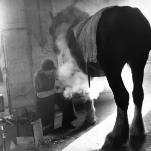 East Yorkshire Farrier Shoeing a Shire Horse Print 1977