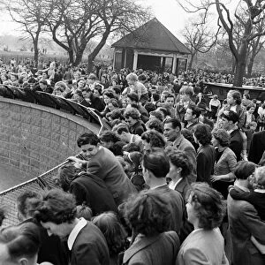 Easter Crowds at London Zoo. April 1952