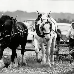 Eddie Appleyard avec Bonny & Prince au West Hallam Ploughing match. 15 octobre 1989.