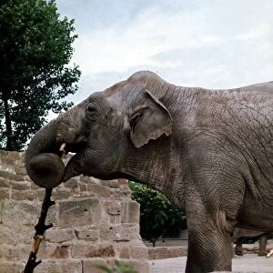 An Elephant at Chester Zoo Circa 1980