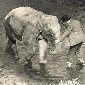 A elephant cools down in the water A elephant cools down in the water